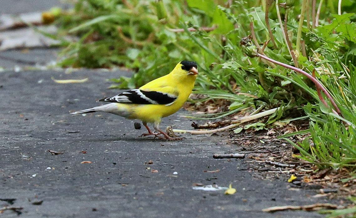 American Goldfinch - Grace Green