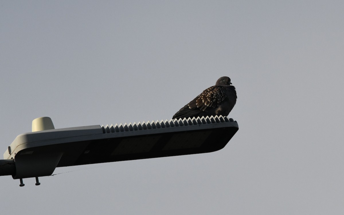 Spot-winged Pigeon - Camilo Garcia Gonzalez