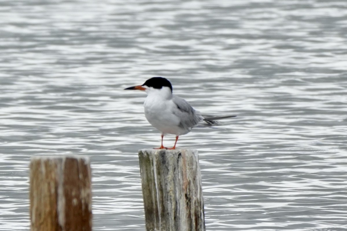 Forster's Tern - Ryan Ludman