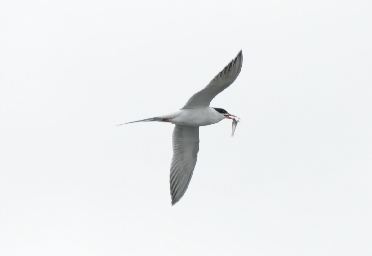 Forster's Tern - Ryan Ludman