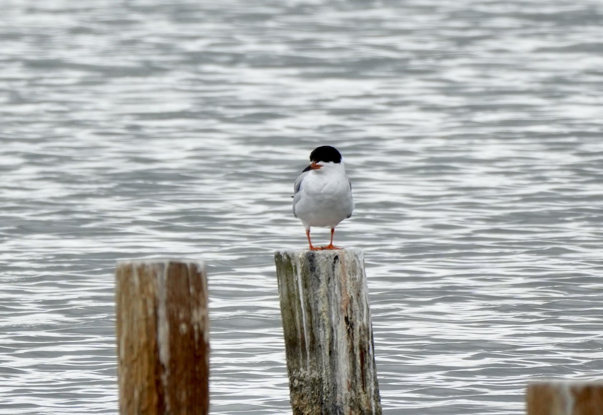 Forster's Tern - ML619584649