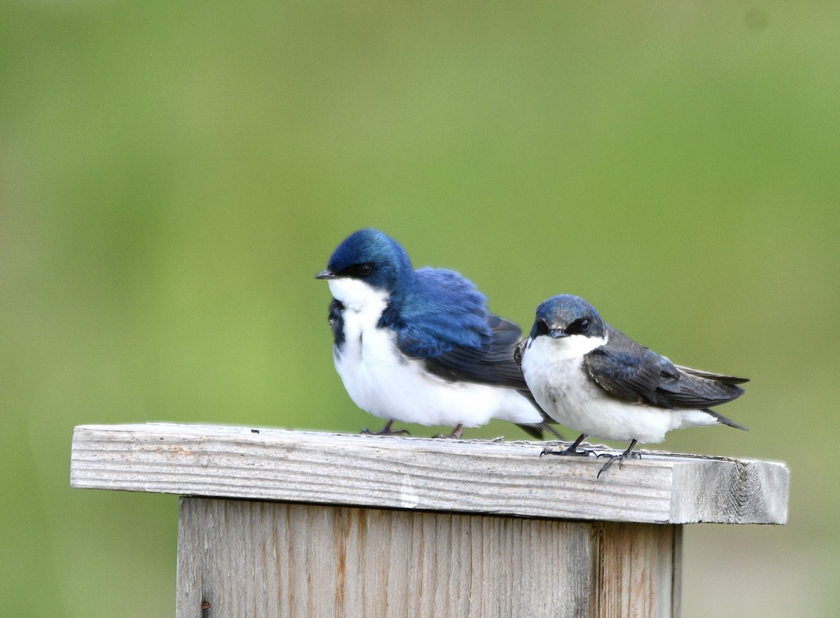 Tree Swallow - Ben Baldwin