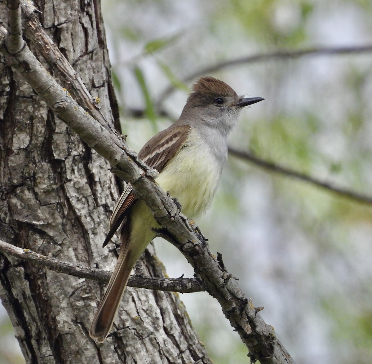 Ash-throated Flycatcher - Cathie Canepa