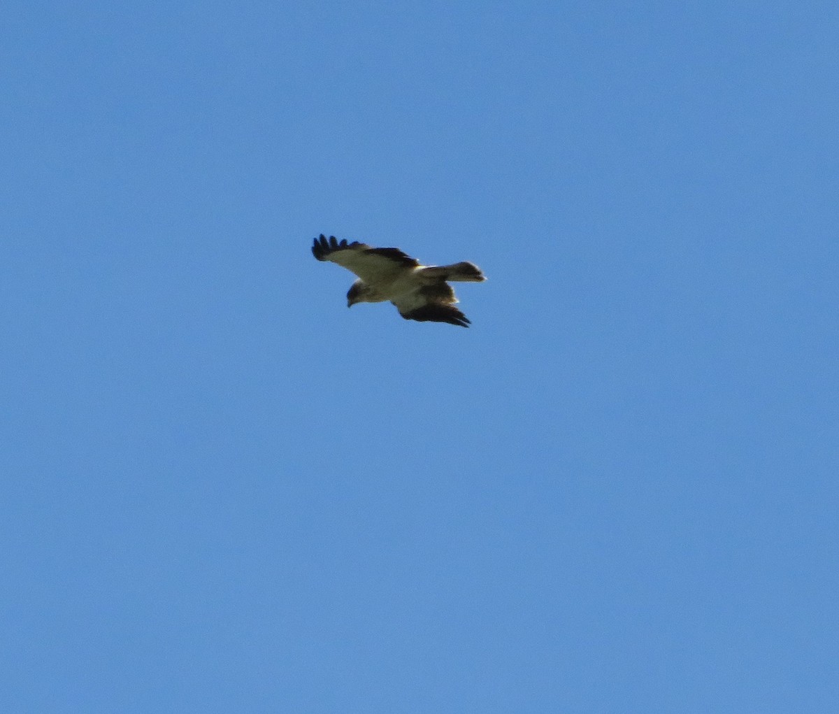 Booted Eagle - Margarida Azeredo