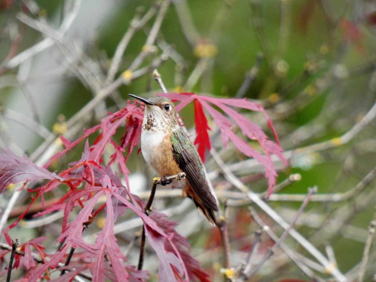 Rufous Hummingbird - Jannaca Chick