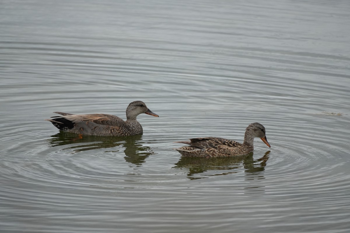 Gadwall - Ryan Ludman