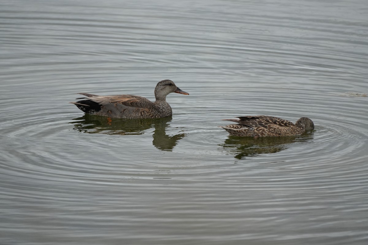 Gadwall - Ryan Ludman