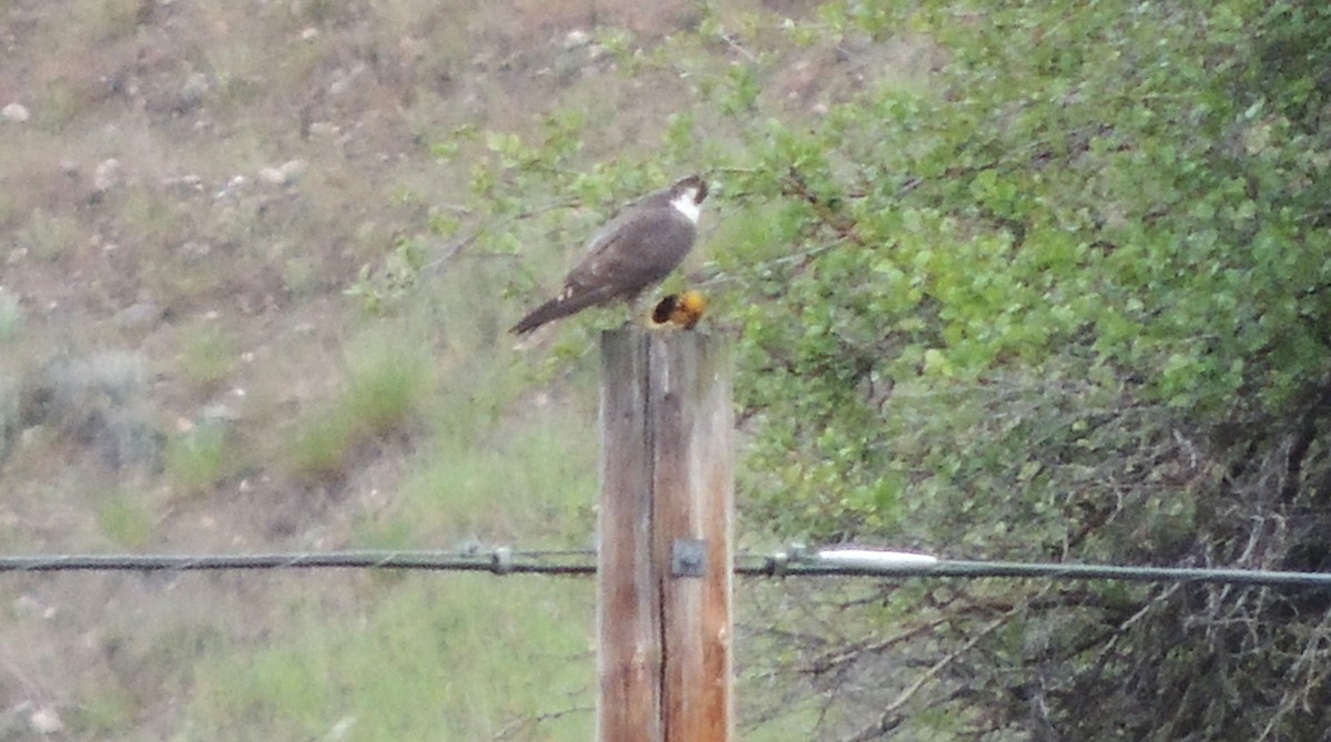 Peregrine Falcon - ML619584669