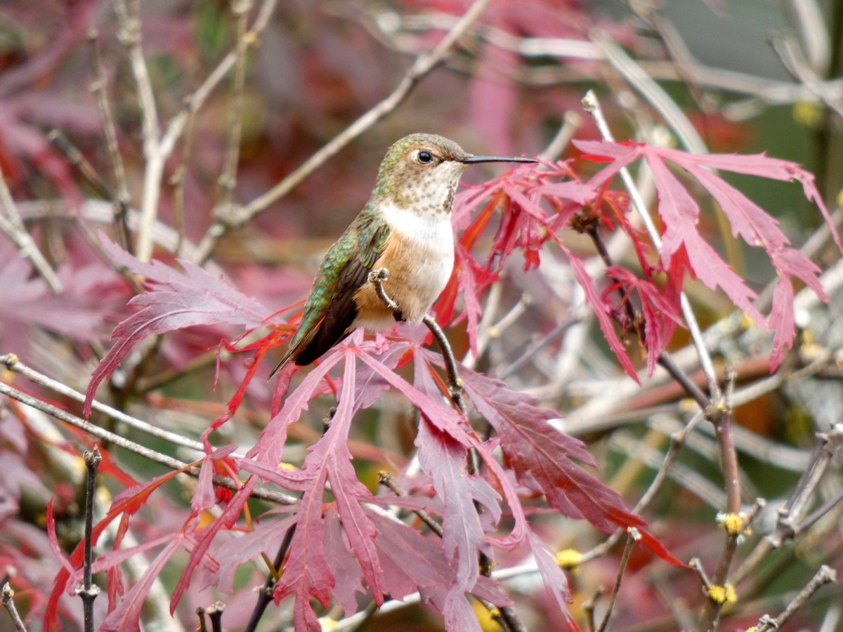 Rufous Hummingbird - Jannaca Chick