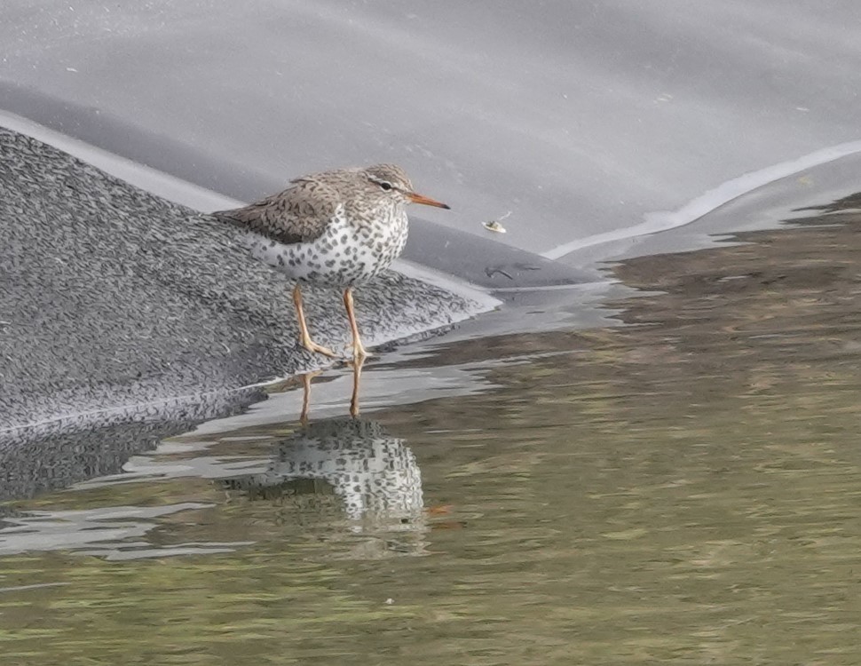 Spotted Sandpiper - Rene Laubach