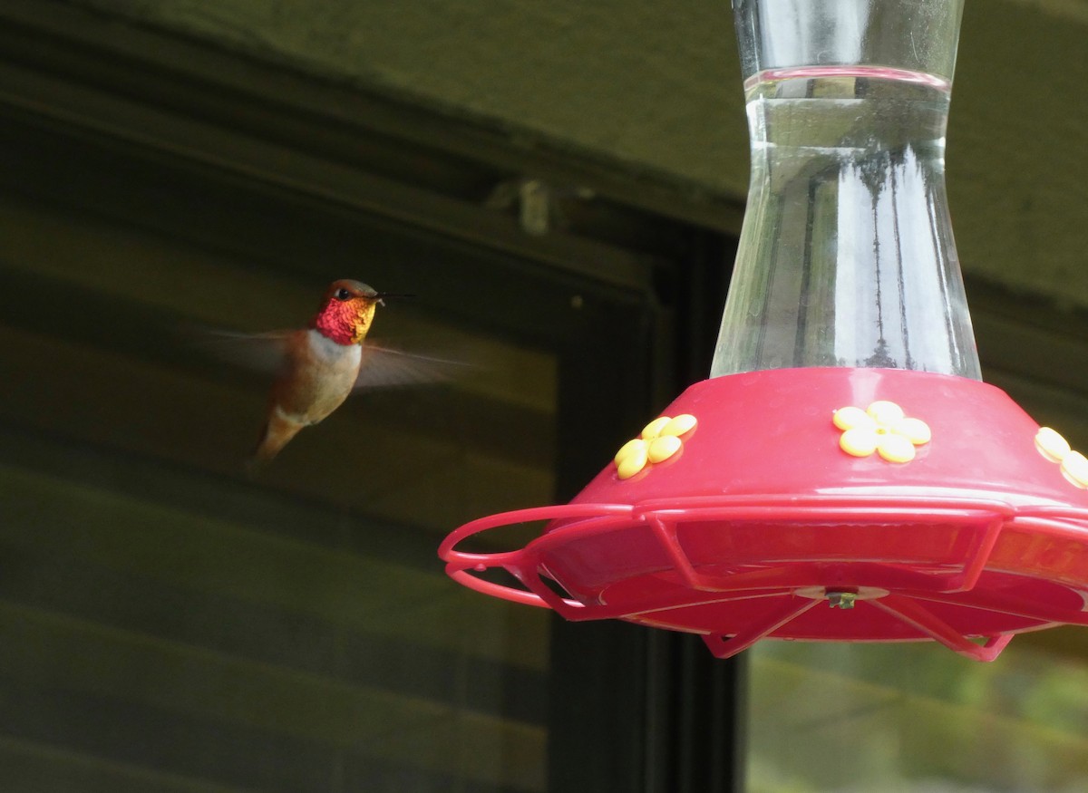 Rufous Hummingbird - Jannaca Chick