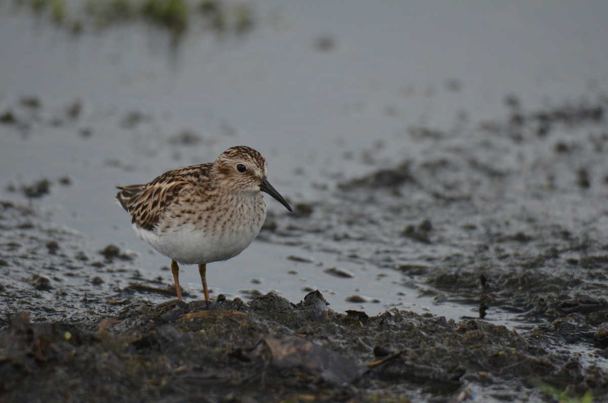 Least Sandpiper - MiMi Hoffmaster 🦩👀👂