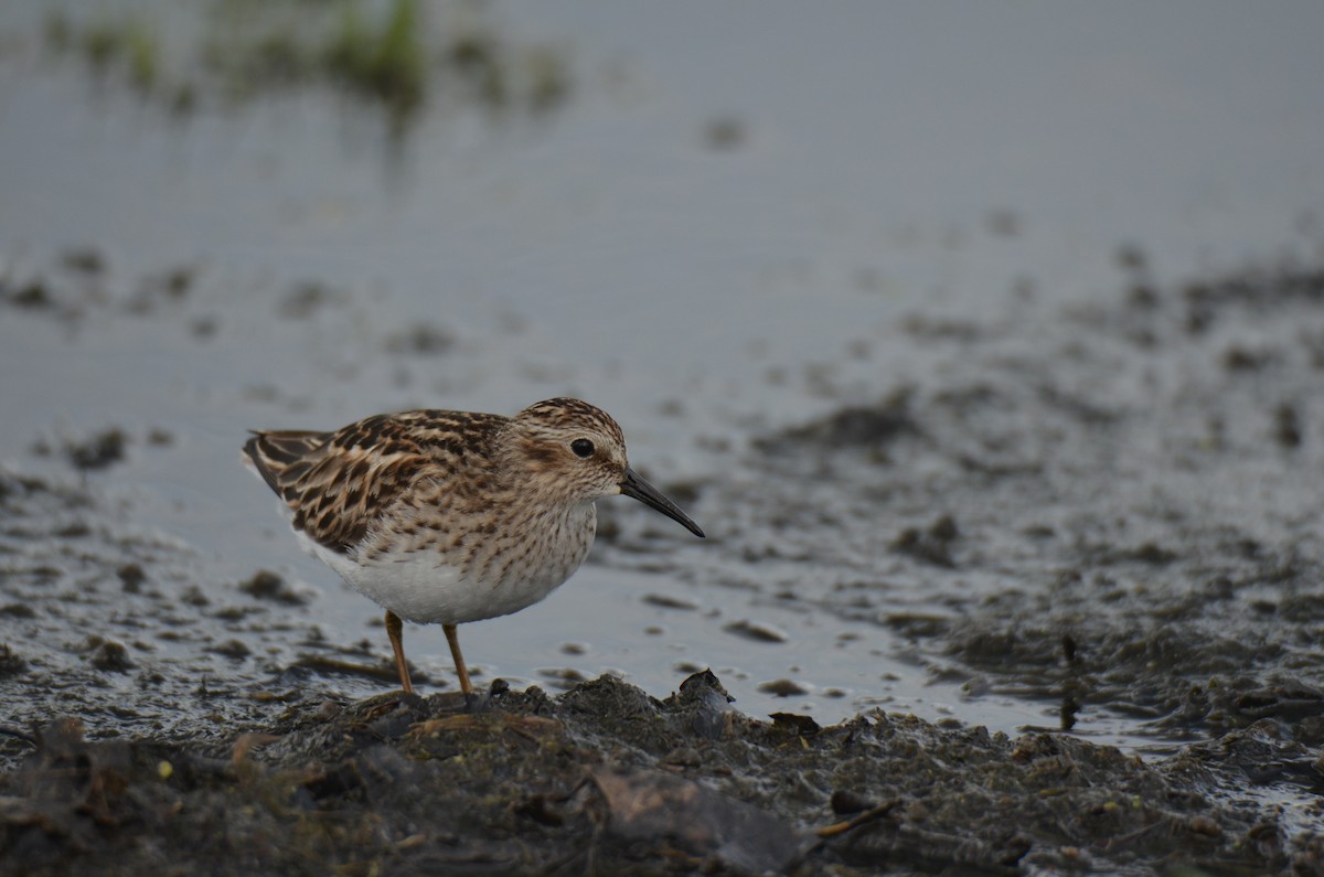 Least Sandpiper - MiMi Hoffmaster 🦩👀👂