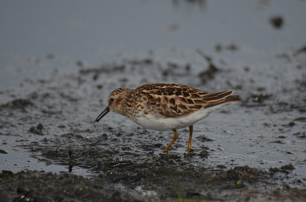 jespák drobný - ML619584679