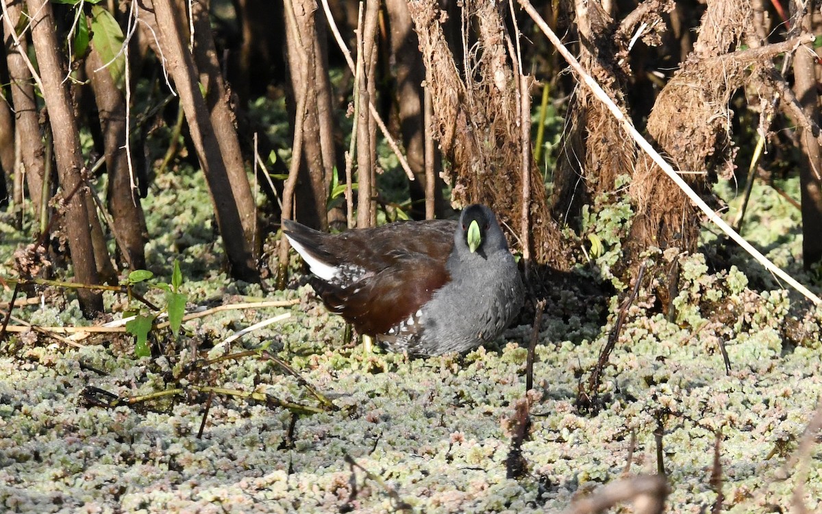 Spot-flanked Gallinule - Camilo Garcia Gonzalez