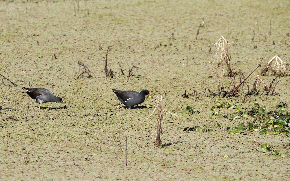 Common Gallinule - Camilo Garcia Gonzalez