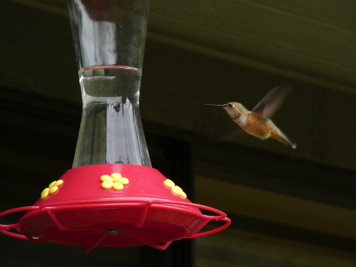 Rufous Hummingbird - Jannaca Chick