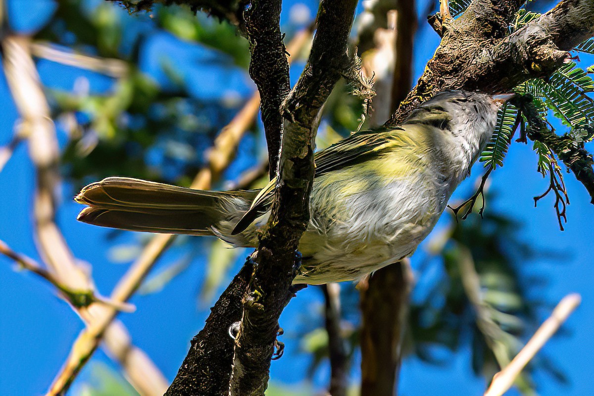 Gray-capped Tyrannulet - Kurt Gaskill