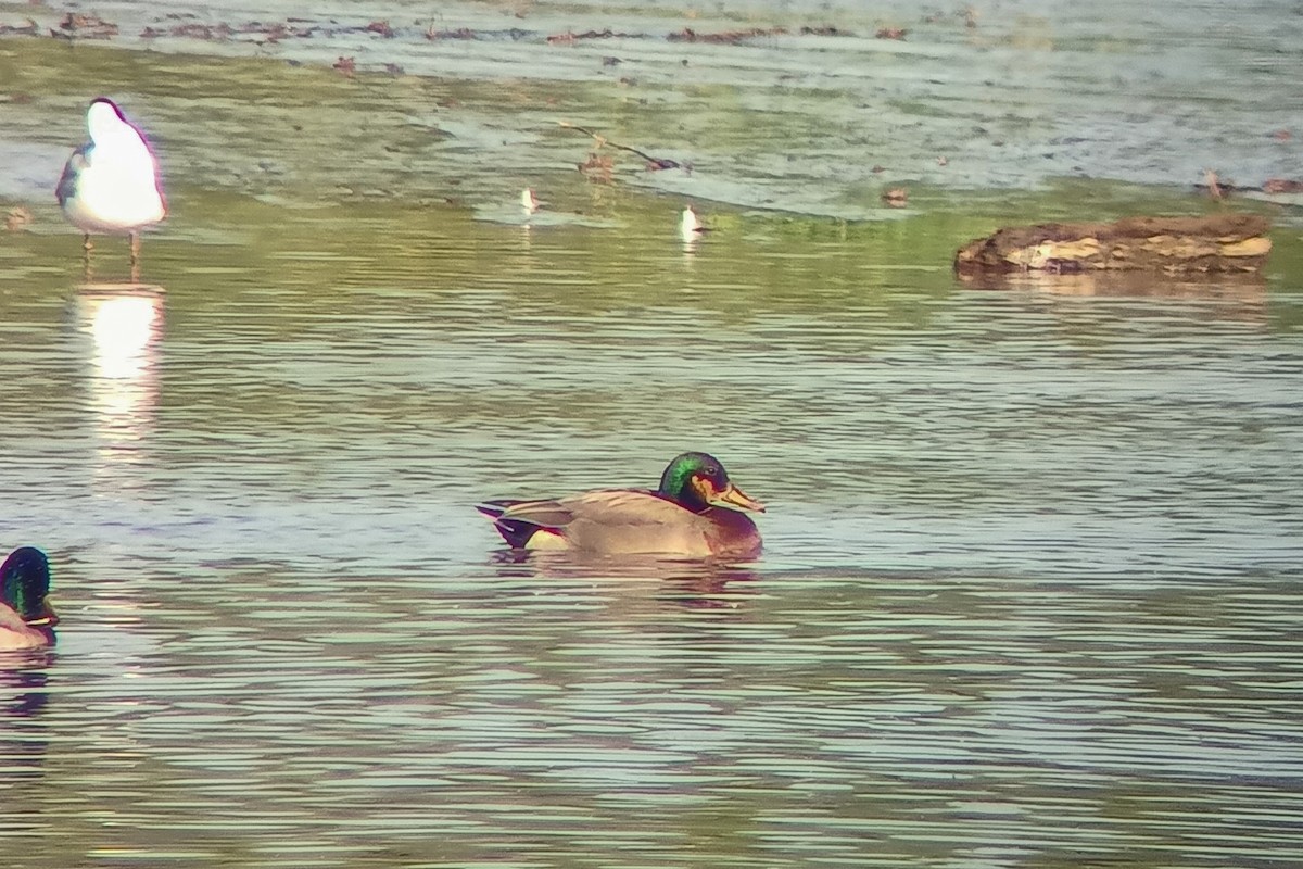 Gadwall x Mallard (hybrid) - ML619584689