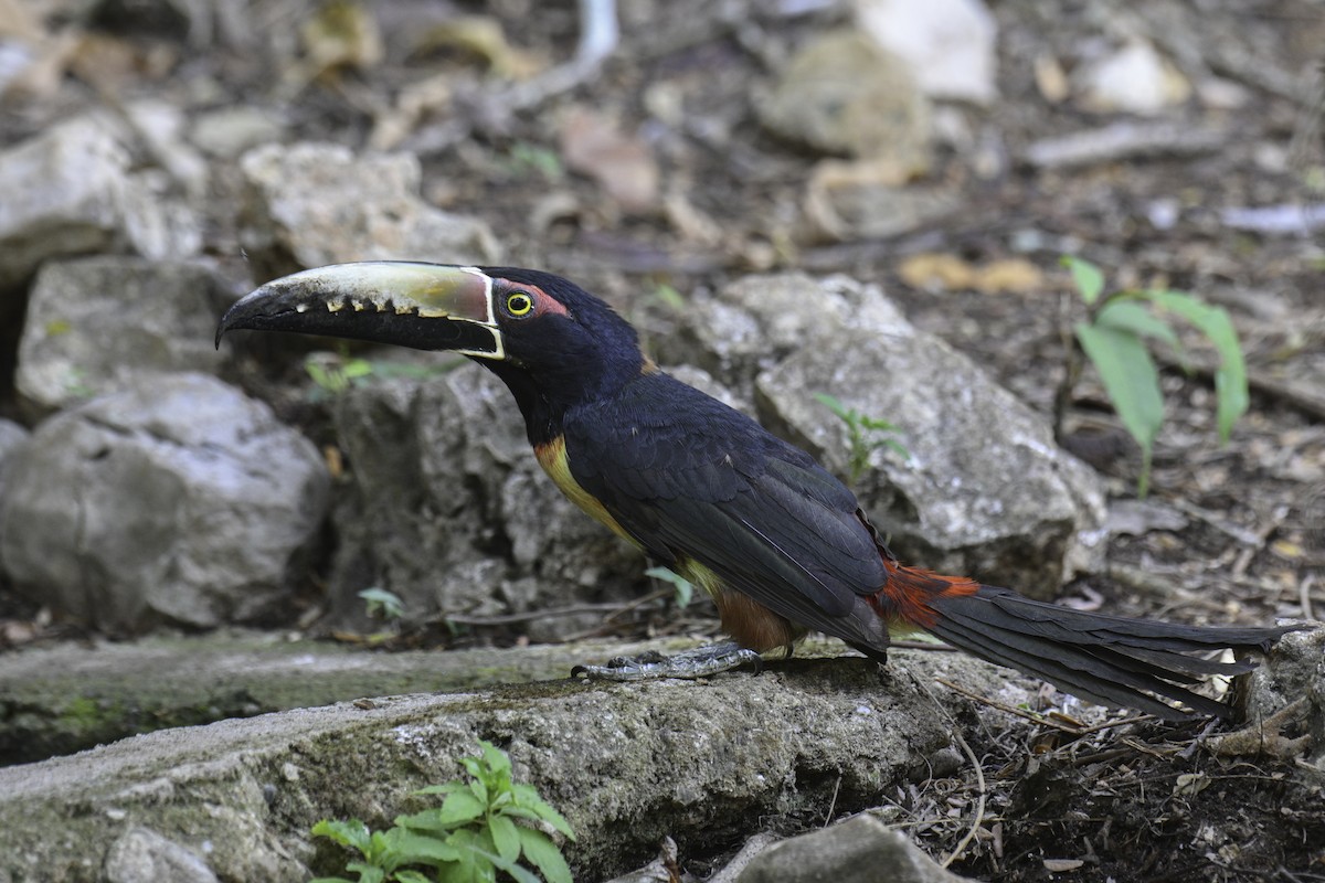 Collared Aracari - Carlos Echeverría