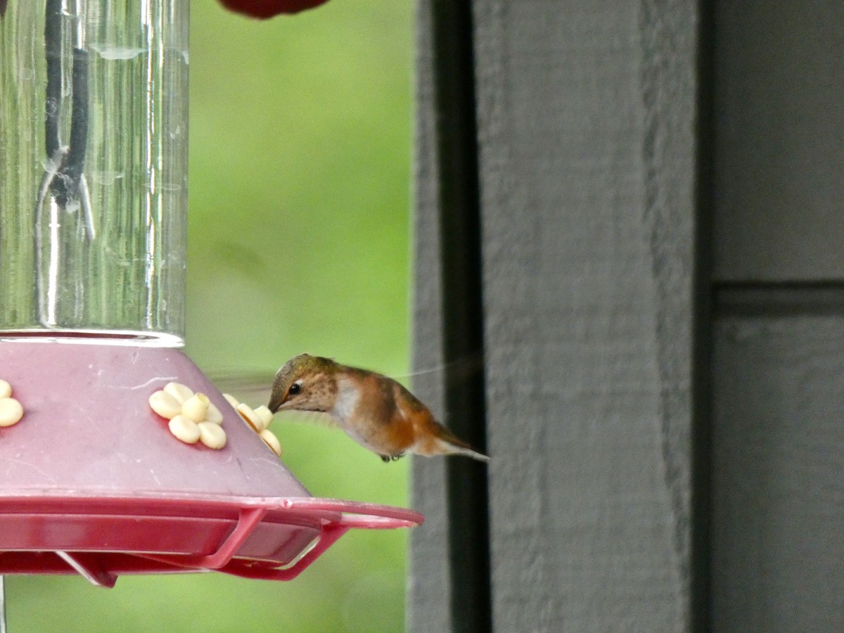 Rufous Hummingbird - Jannaca Chick