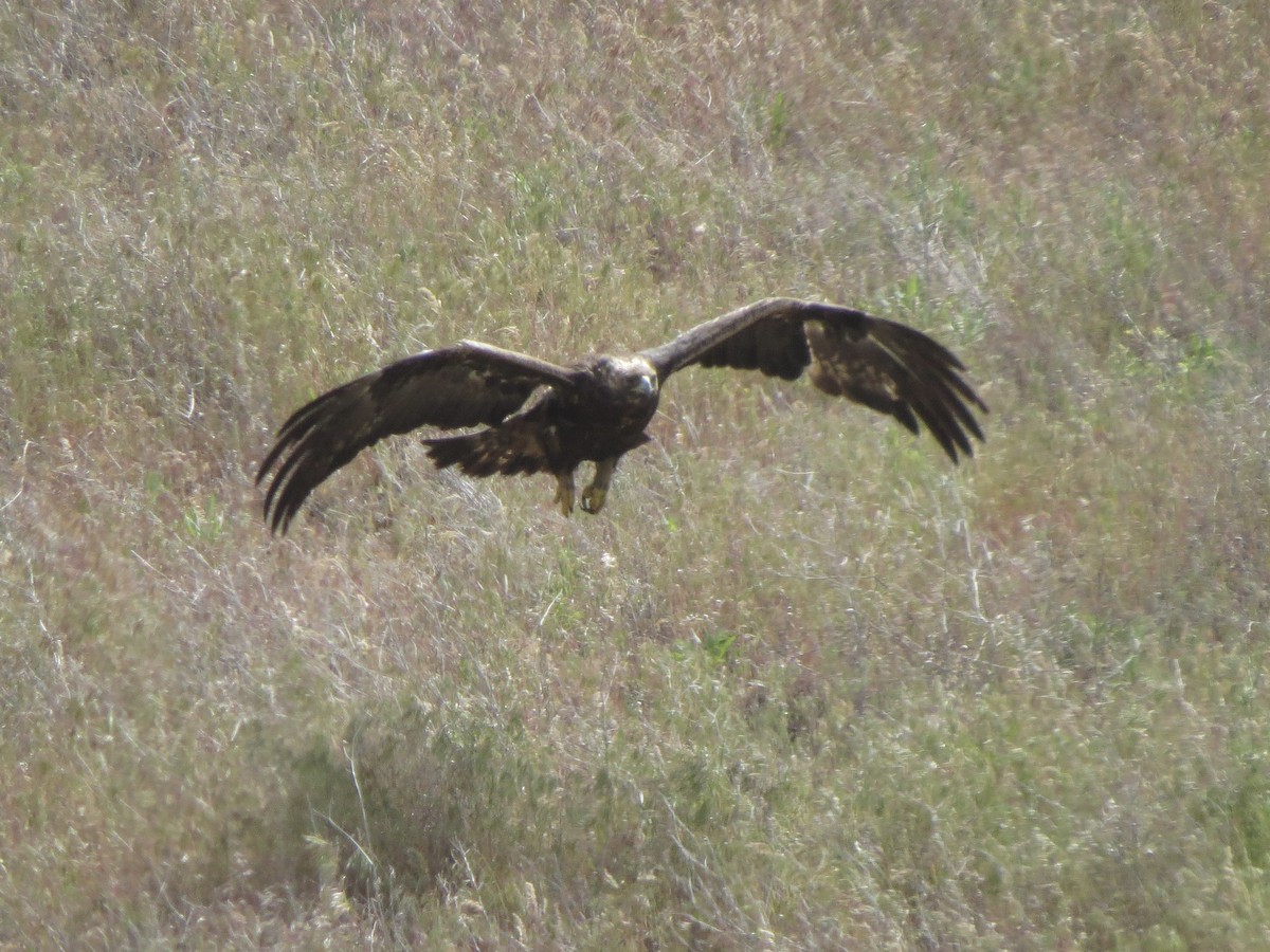 Golden Eagle - Peter Lacey