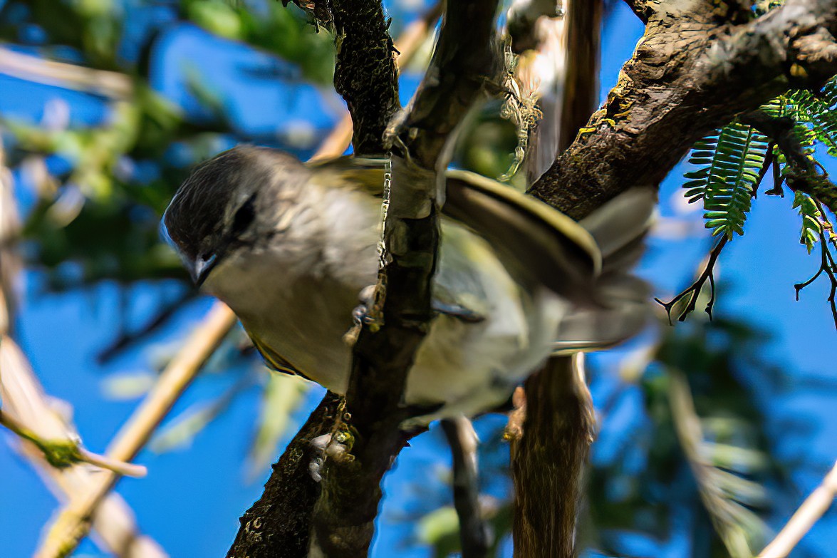 Gray-capped Tyrannulet - ML619584698