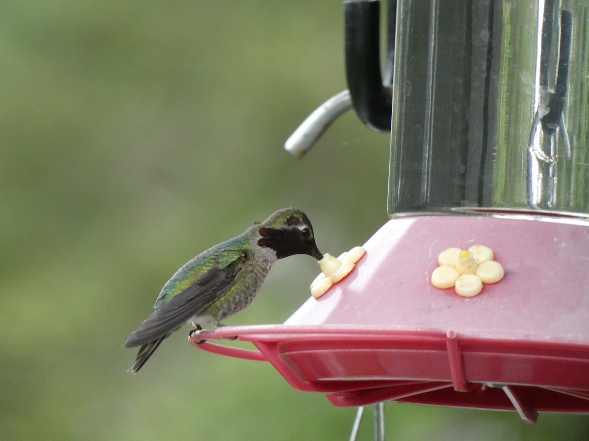 Anna's Hummingbird - Jannaca Chick