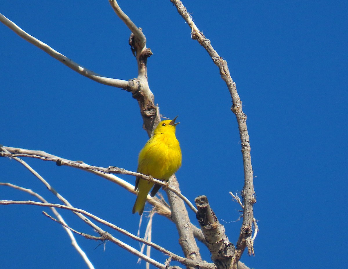 Yellow Warbler - Hannah Floyd