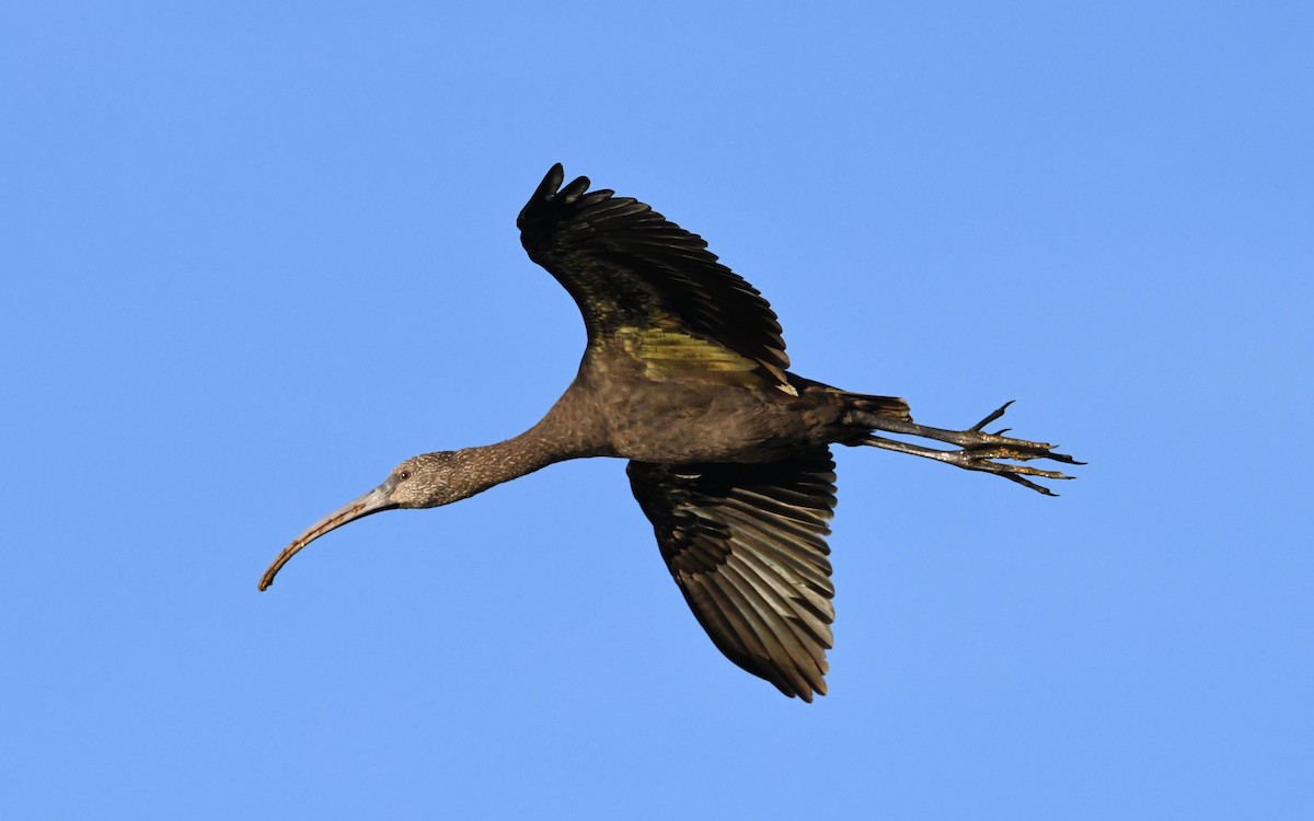 ibis americký - ML619584726