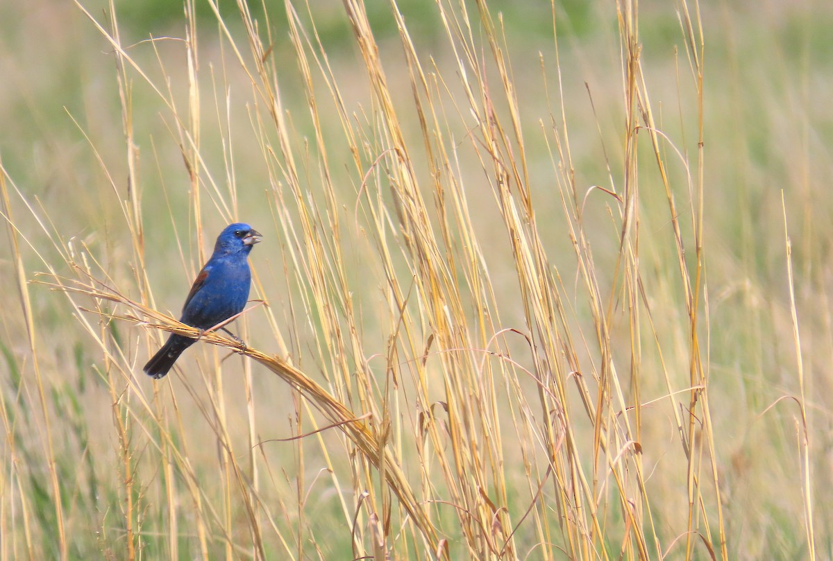 Blue Grosbeak - Hannah Floyd