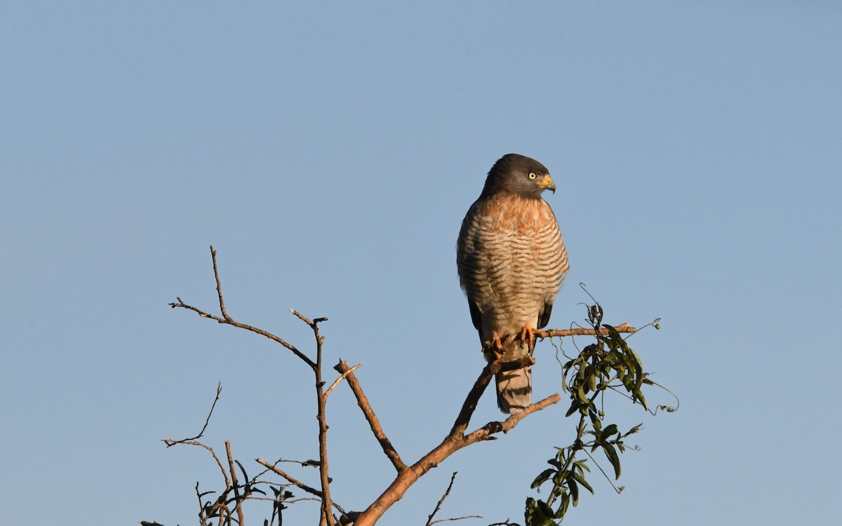 Roadside Hawk - Camilo Garcia Gonzalez