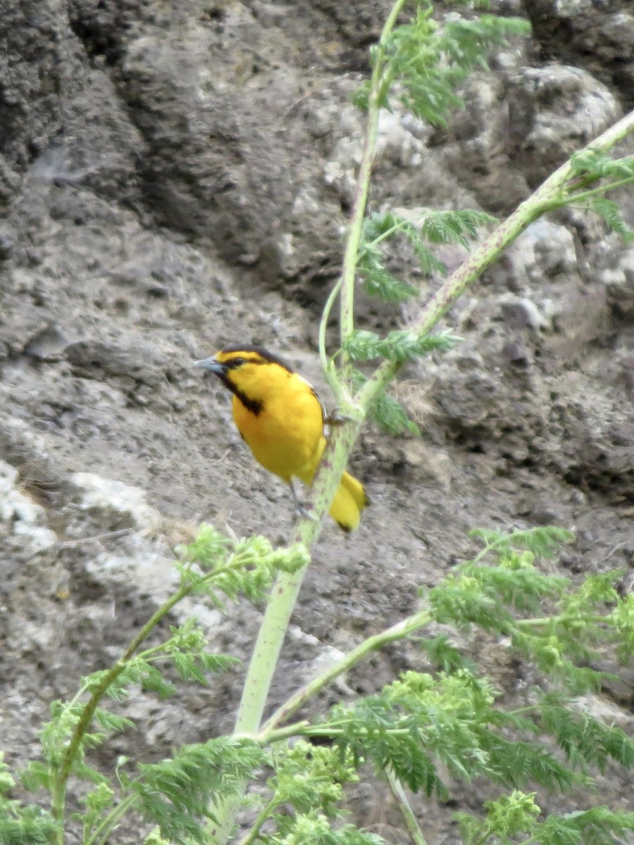 Bullock's Oriole - Peter Lacey