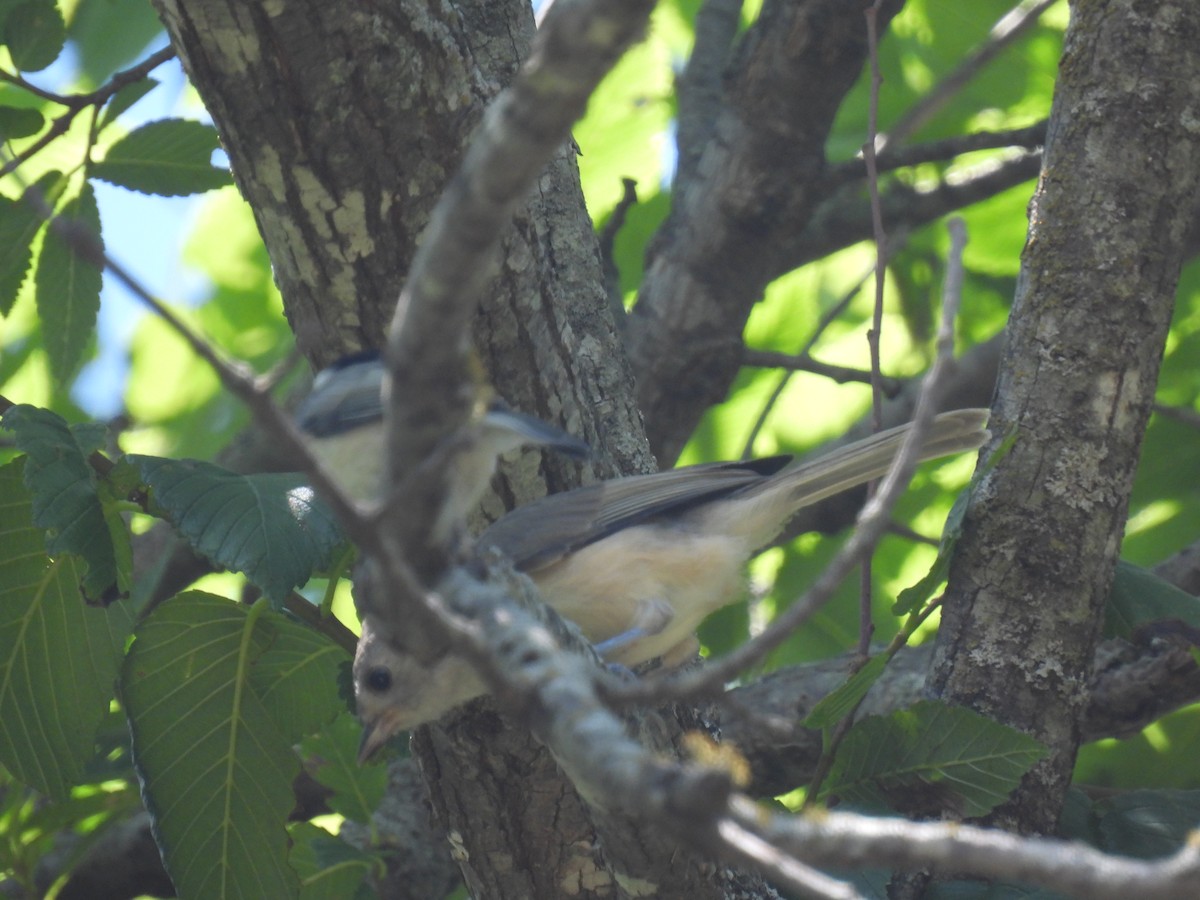 Black-crested Titmouse - Mary K Gardner