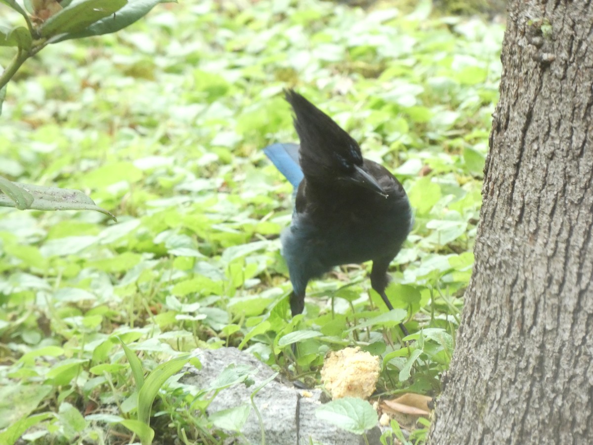 Steller's Jay - Jannaca Chick