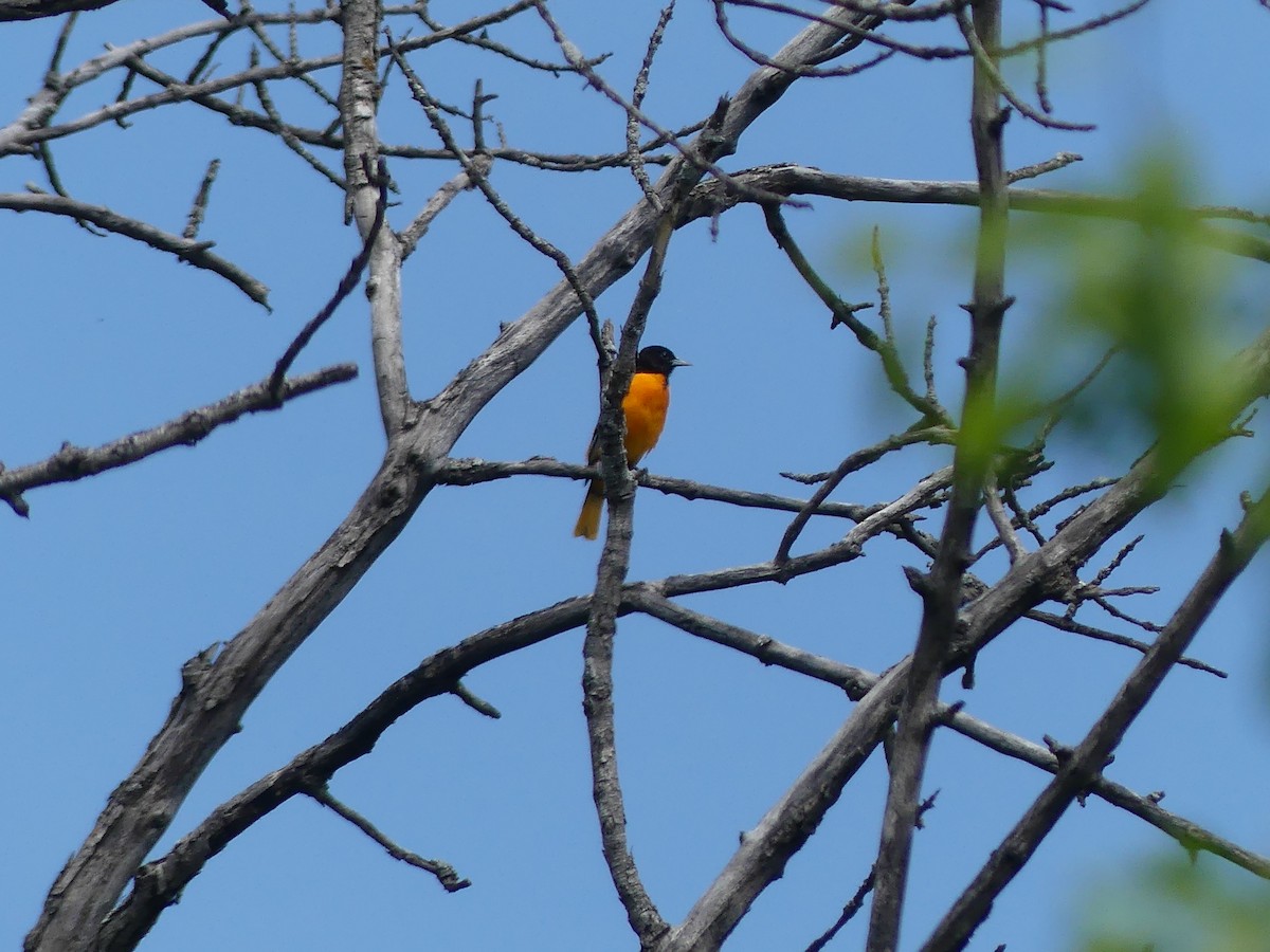 Baltimore Oriole - André Labelle