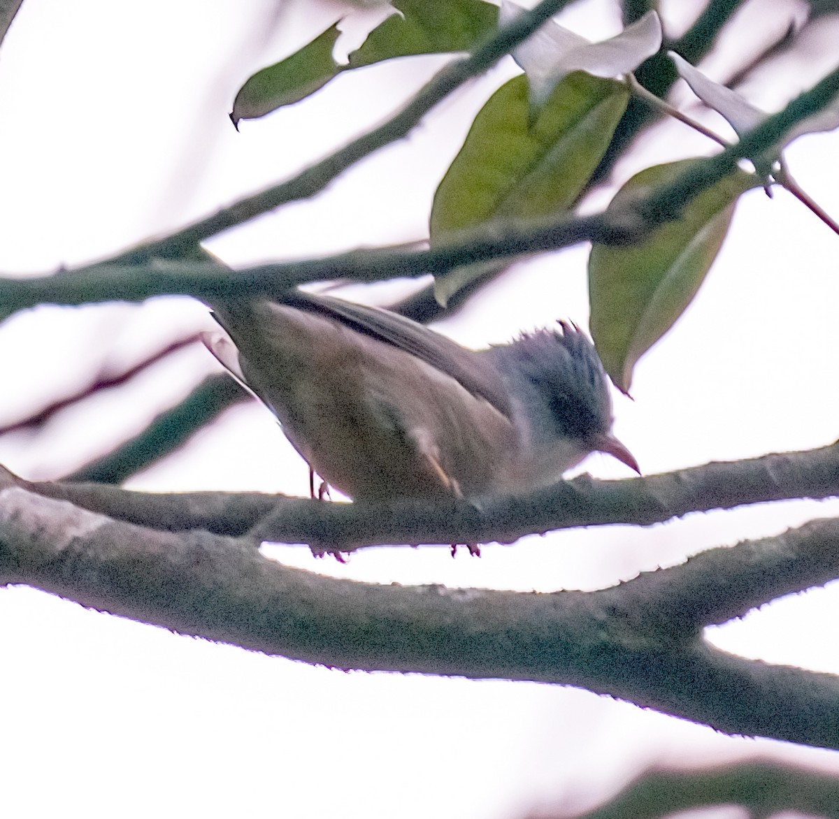 Black-chinned Yuhina - ML619584747