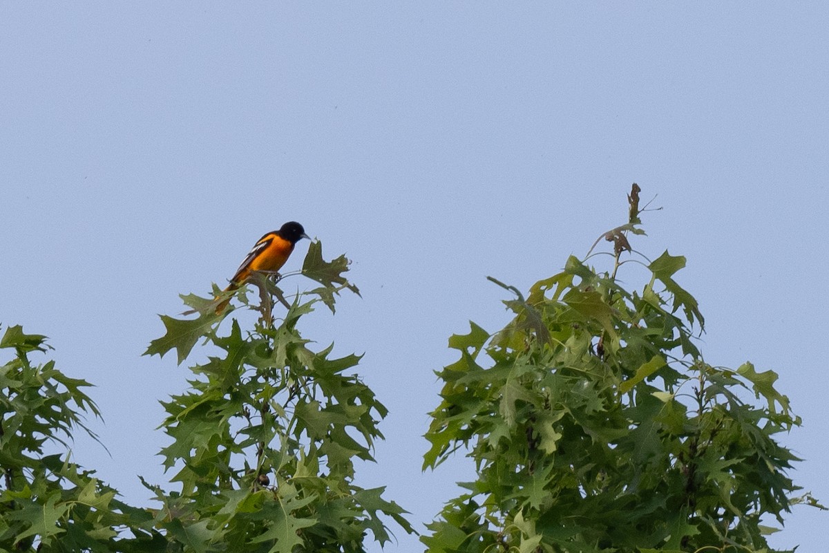 Baltimore Oriole - Court Harding