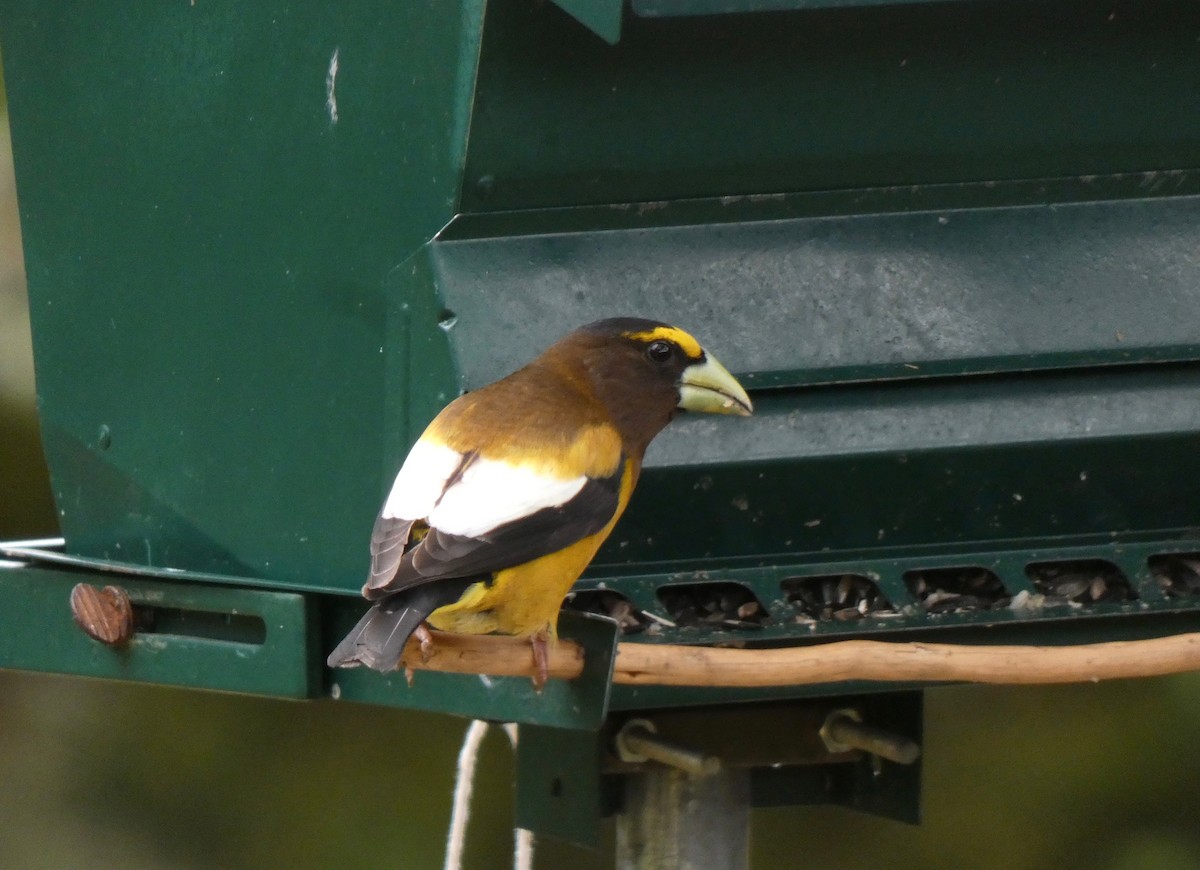 Evening Grosbeak - Jannaca Chick