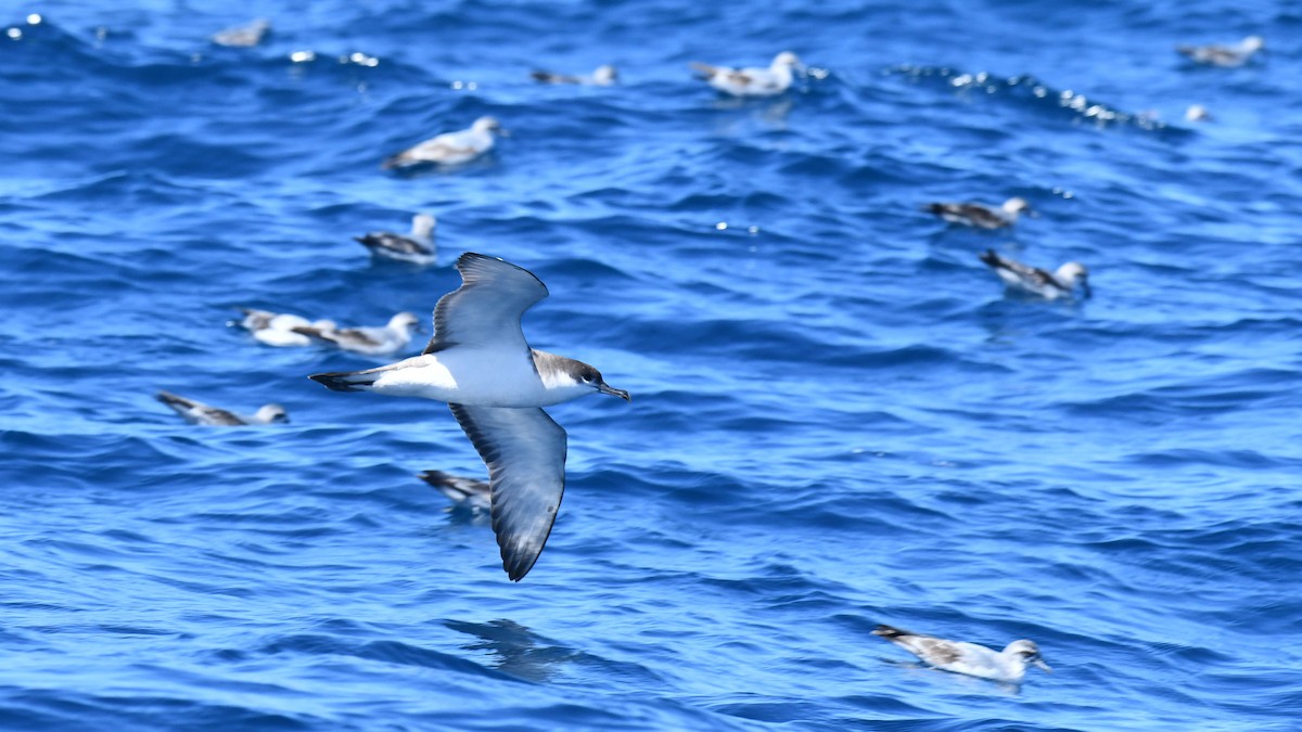 Buller's Shearwater - ML619584754