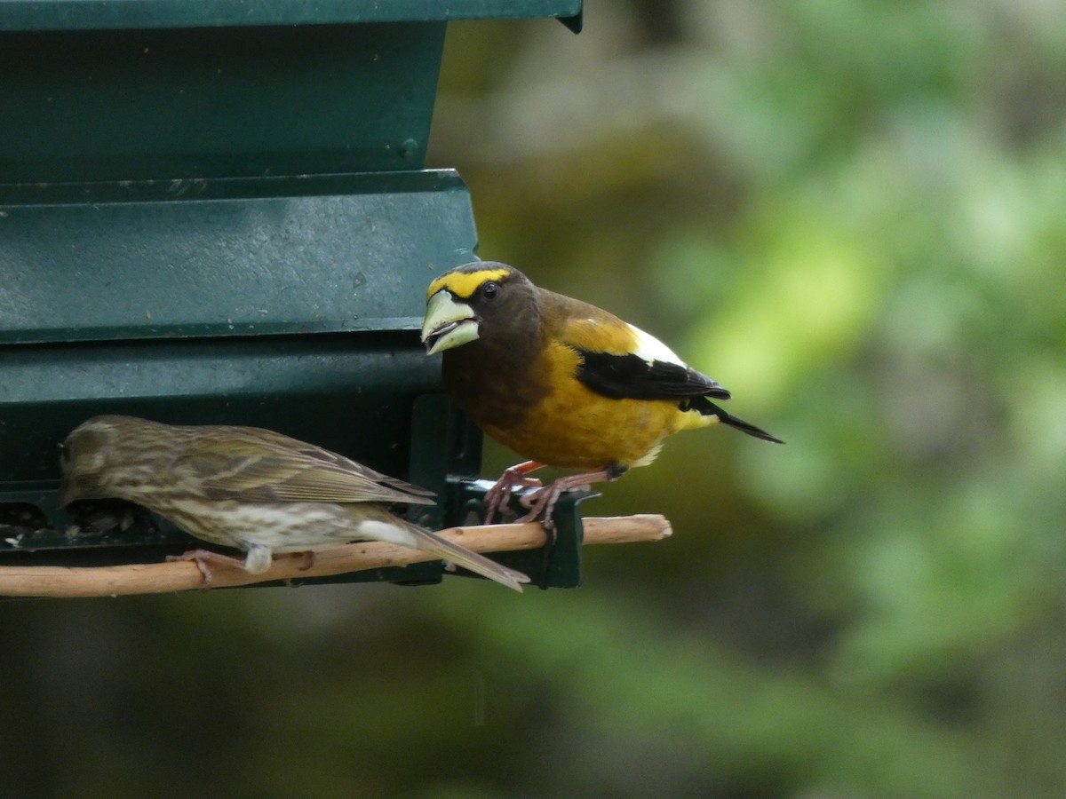 Evening Grosbeak - Jannaca Chick