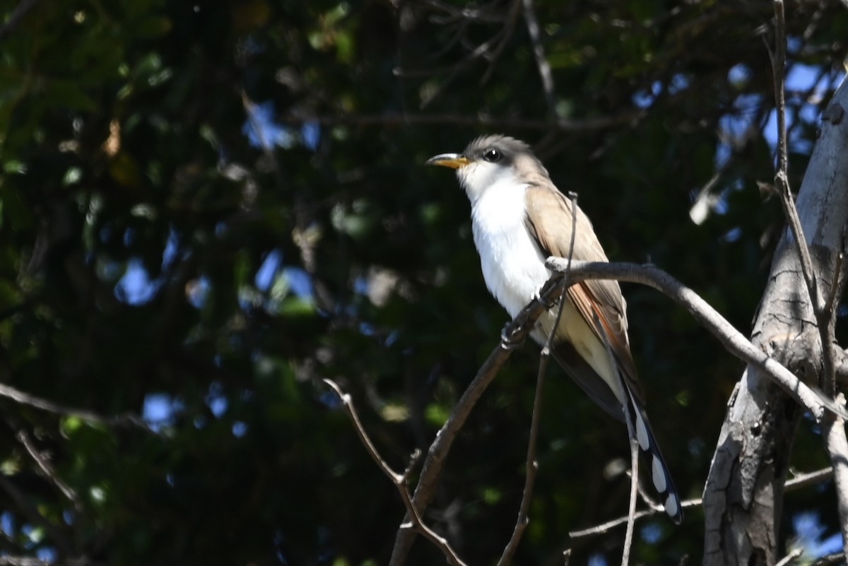 Yellow-billed Cuckoo - ML619584757