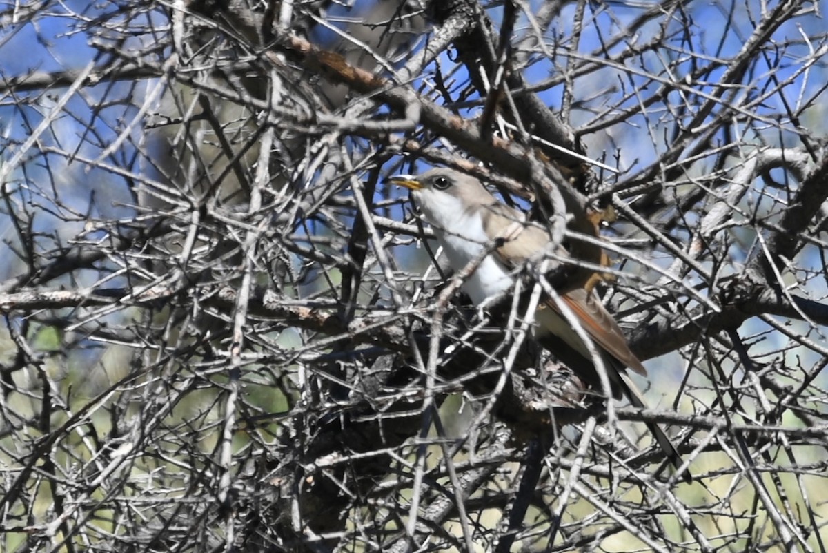 Yellow-billed Cuckoo - ML619584760