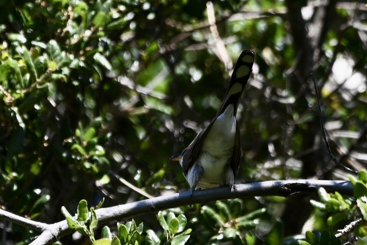 Yellow-billed Cuckoo - ML619584761