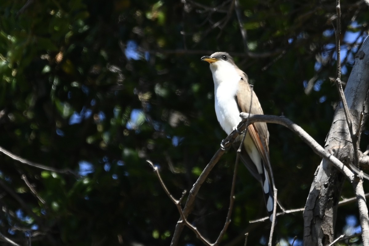 Yellow-billed Cuckoo - ML619584762