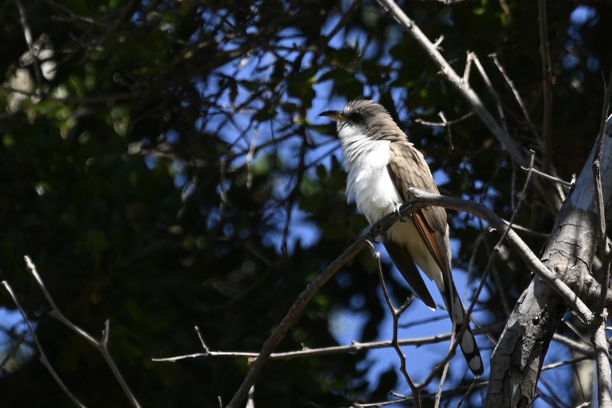 Yellow-billed Cuckoo - Alex Castelein