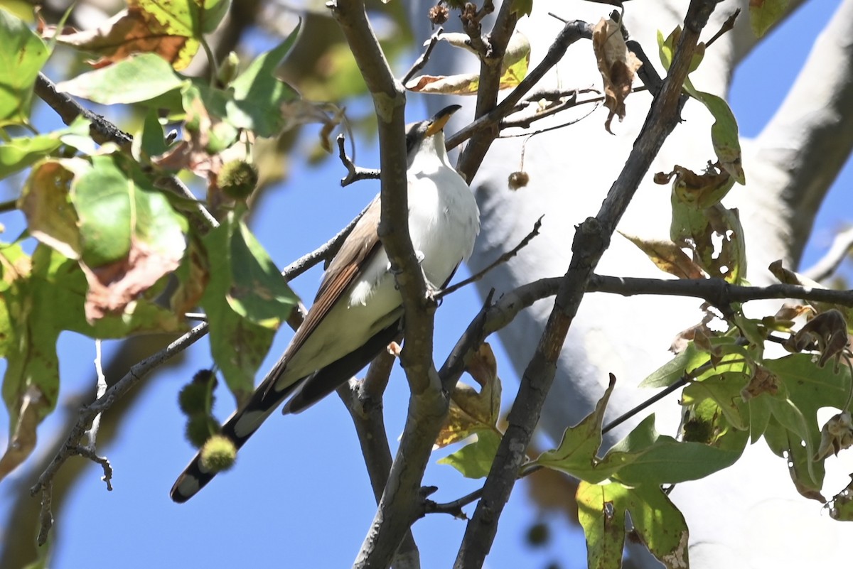 Yellow-billed Cuckoo - Alex Castelein