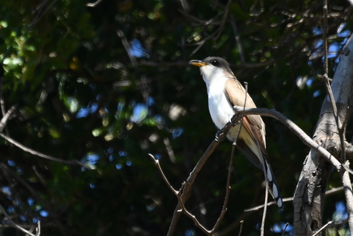 Yellow-billed Cuckoo - Alex Castelein