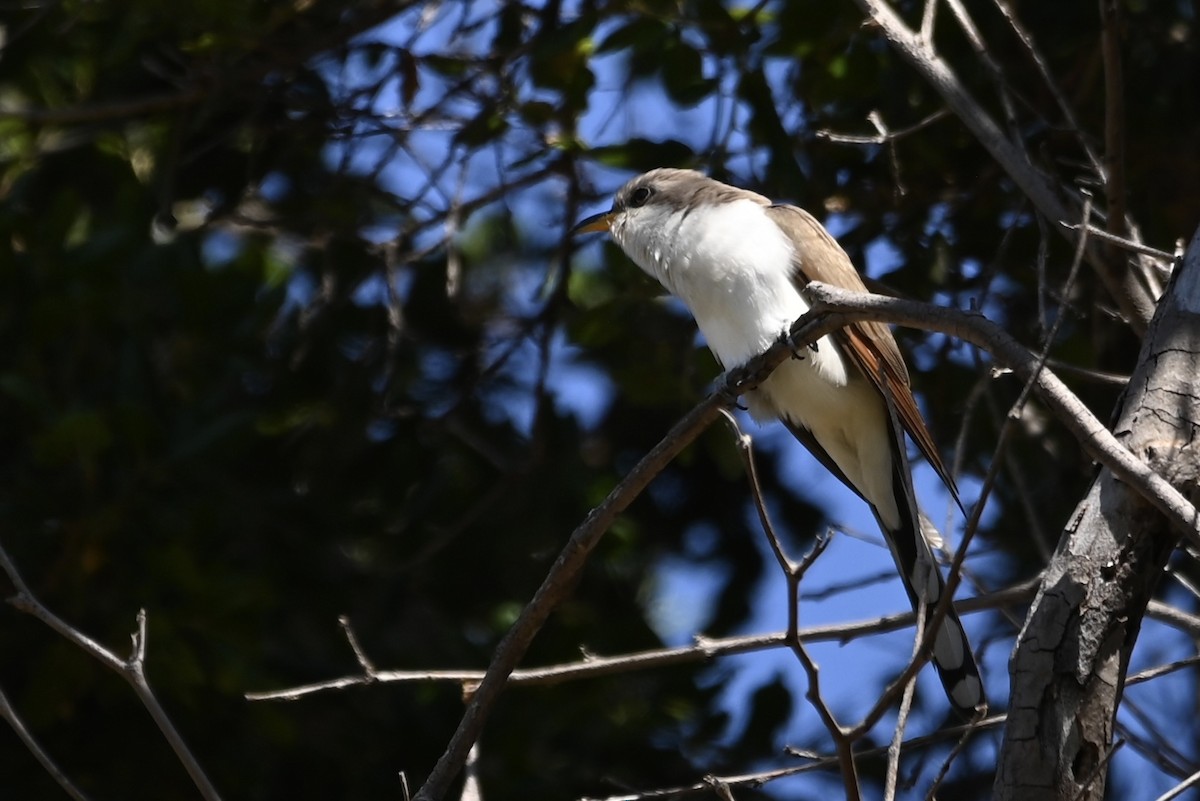 Yellow-billed Cuckoo - Alex Castelein