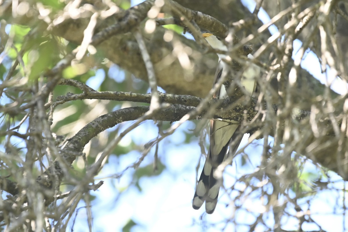 Yellow-billed Cuckoo - Alex Castelein